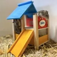 DUVO+ - “Smurfs” play area for small rodents DUVO+ - “Smurfs” play area for small rodents