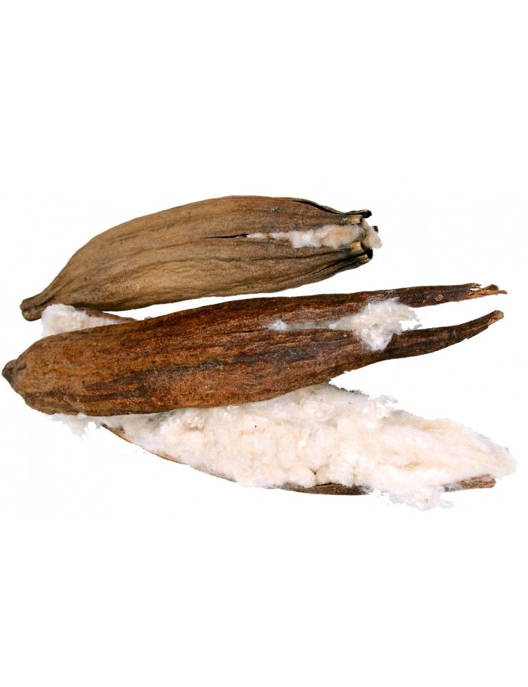 JR FARM - "algodão" sumaumeira natural para nidificação