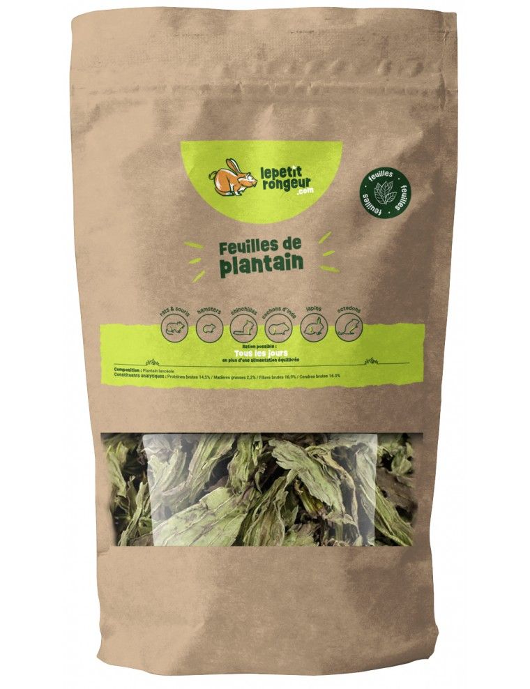 O PEQUENO ROEDOR - Plantain...