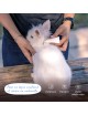 SecureBunny Adventure - Crème spot-on à base de phéromones pour lapin