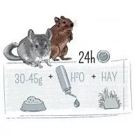 WITTE MOLEN - Puur Chinchilla and Degue WITTE MOLEN - Puur Chinchilla and Degue
