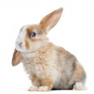 Lapin