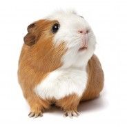 Guinea pig/Guinea pig