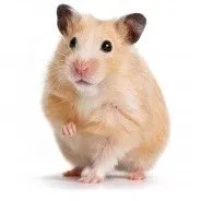 Hamster
