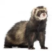 Furet