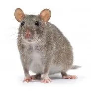 Souris/Rat/Gerbille