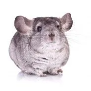 Chinchilla