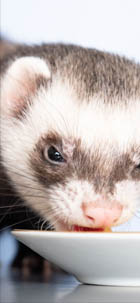 ferret food