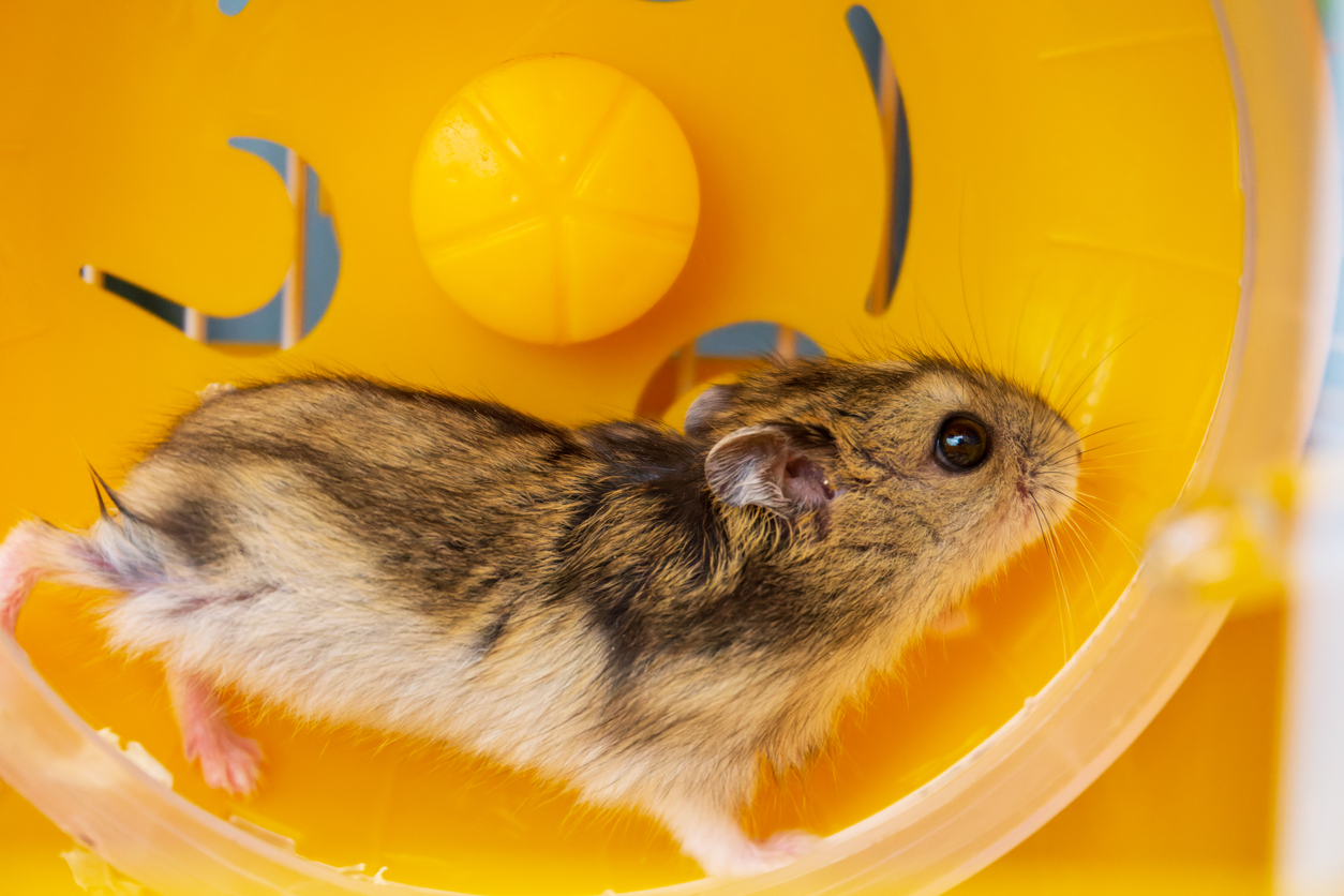 hamster dans une roue d'exercice