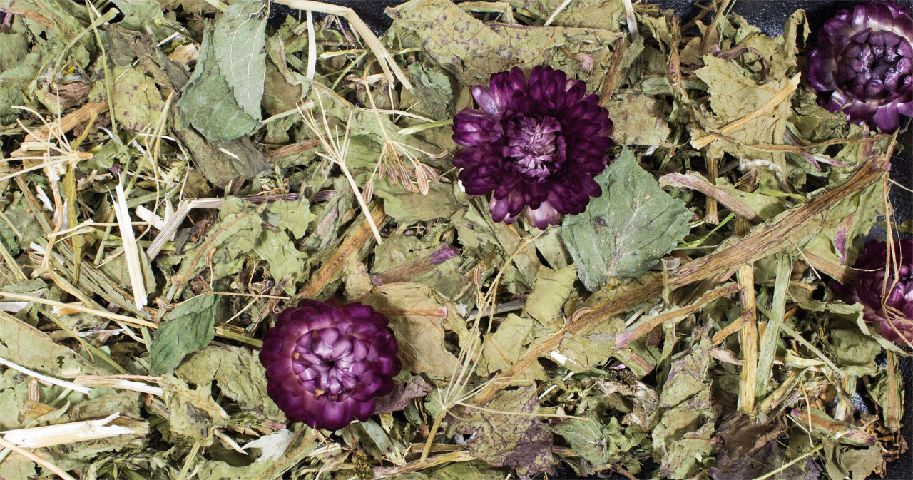 JR FARM - Grainless Plus Caraway - Dandelions