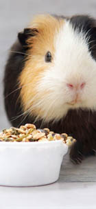 guinea pig food