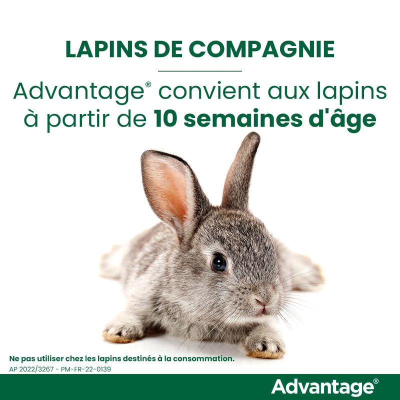 ELANCO - Advantage 40 per gatti e conigli - 4 kg
