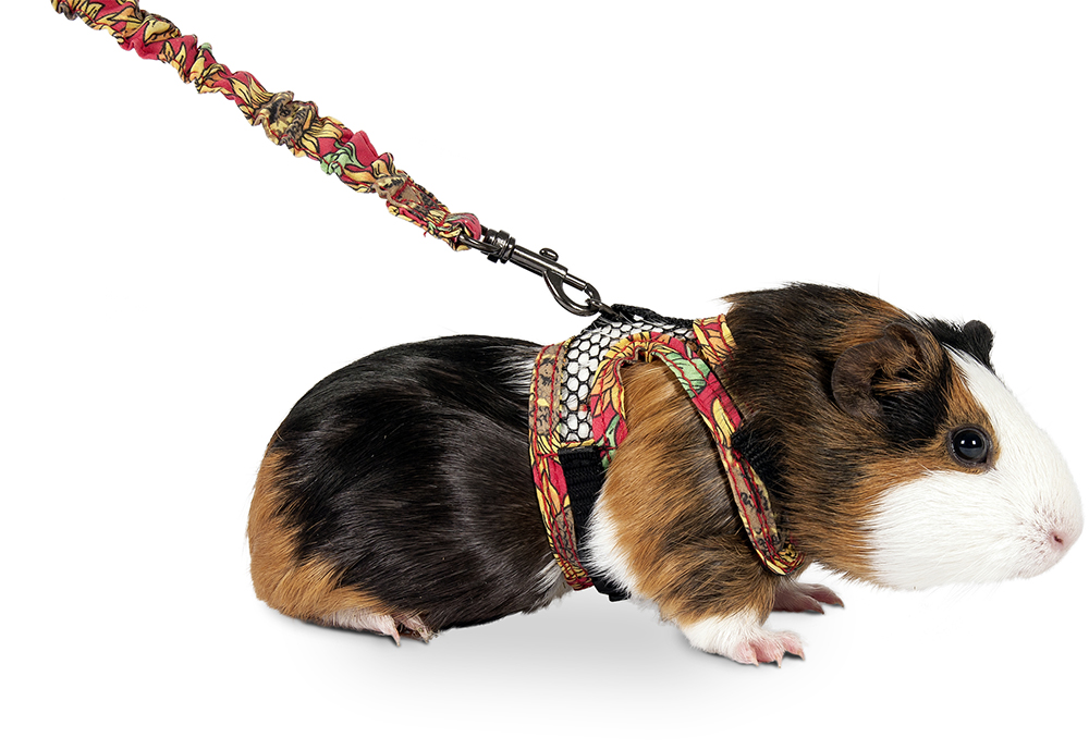 FLAMINGO - Harness with Leash for Guinea Pigs and Ferrets