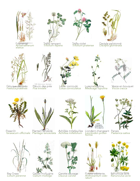 Especies florales de Heno de Crau DOP/AOC