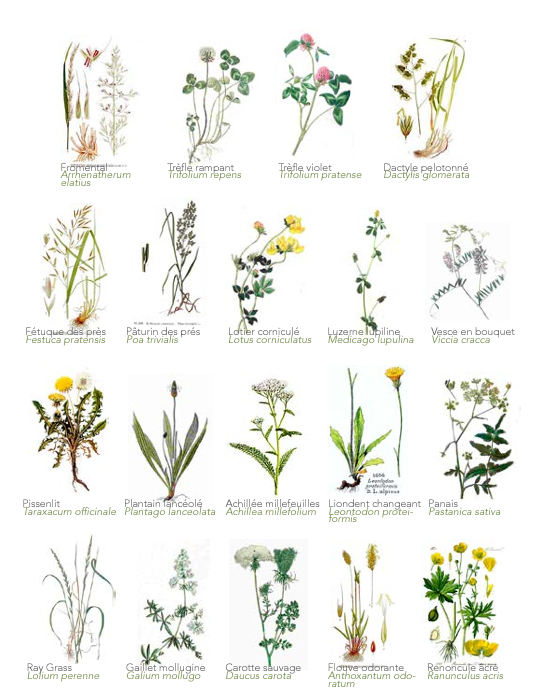 Specie floreali di Fieno di Crau AOP/AOC