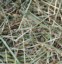 Hay regains