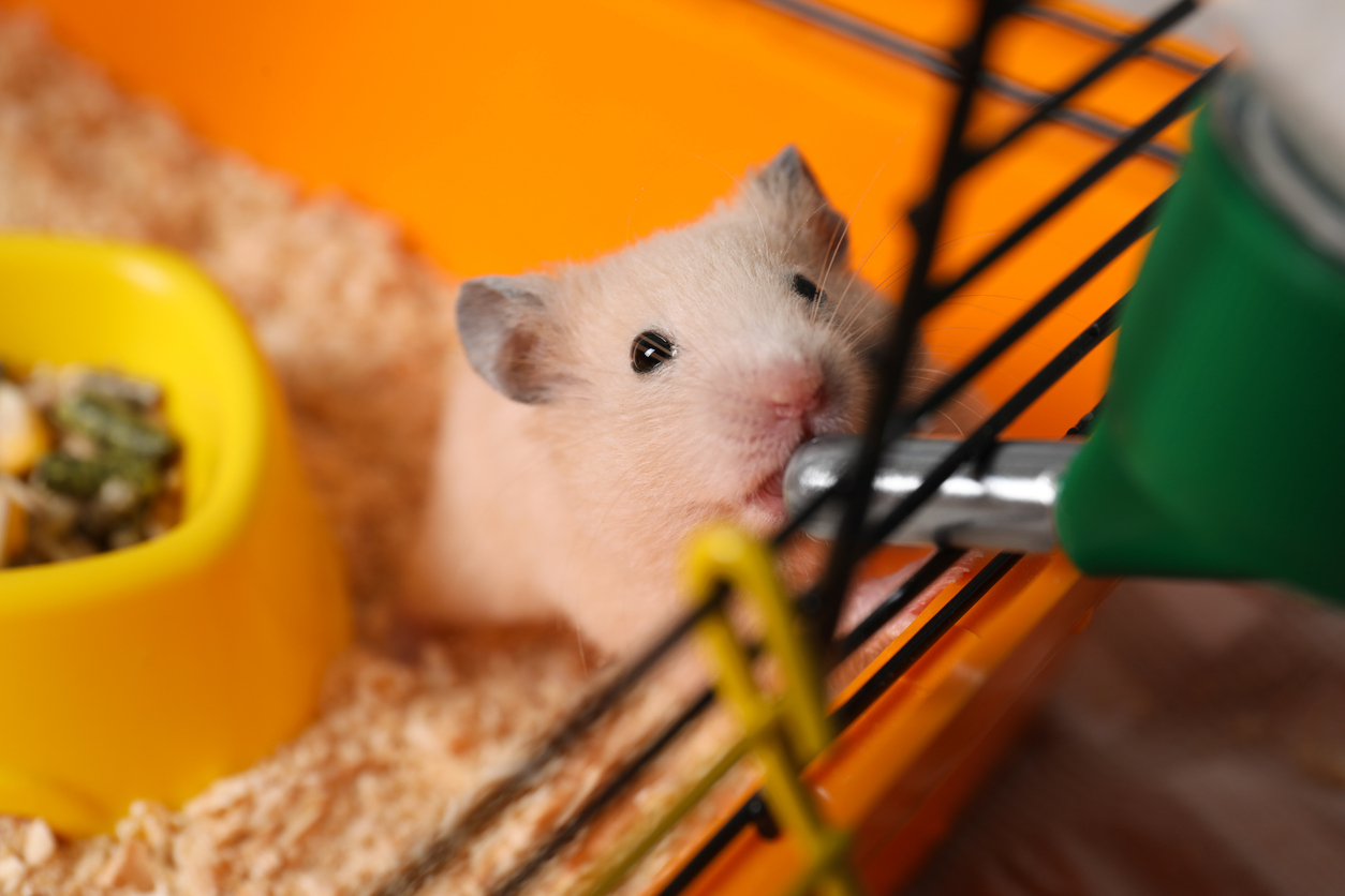 hamster-qui-boit