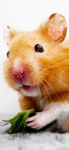 aliment pour hamster et gerbilles