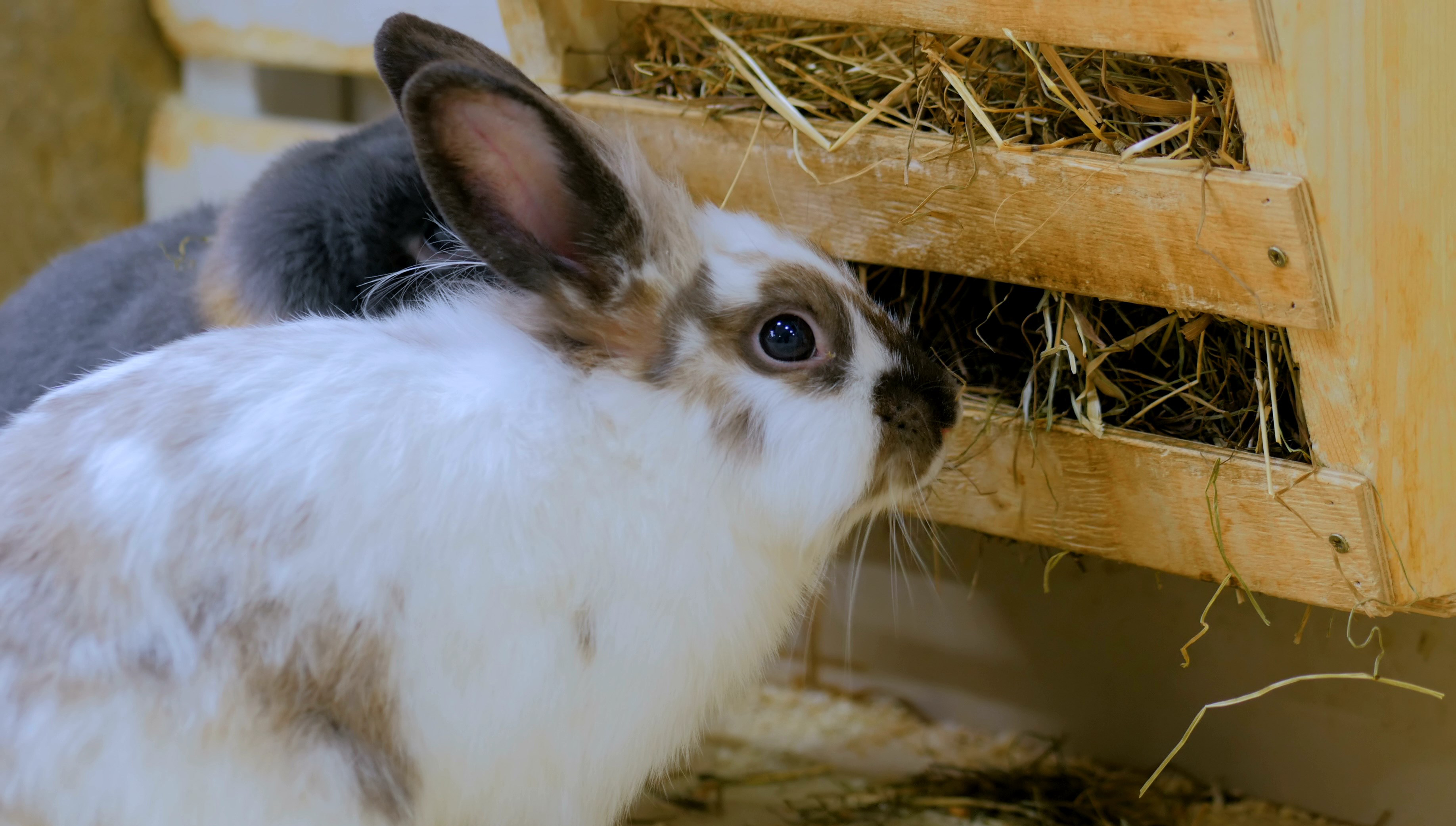 lapins mangent foin dans râtelier