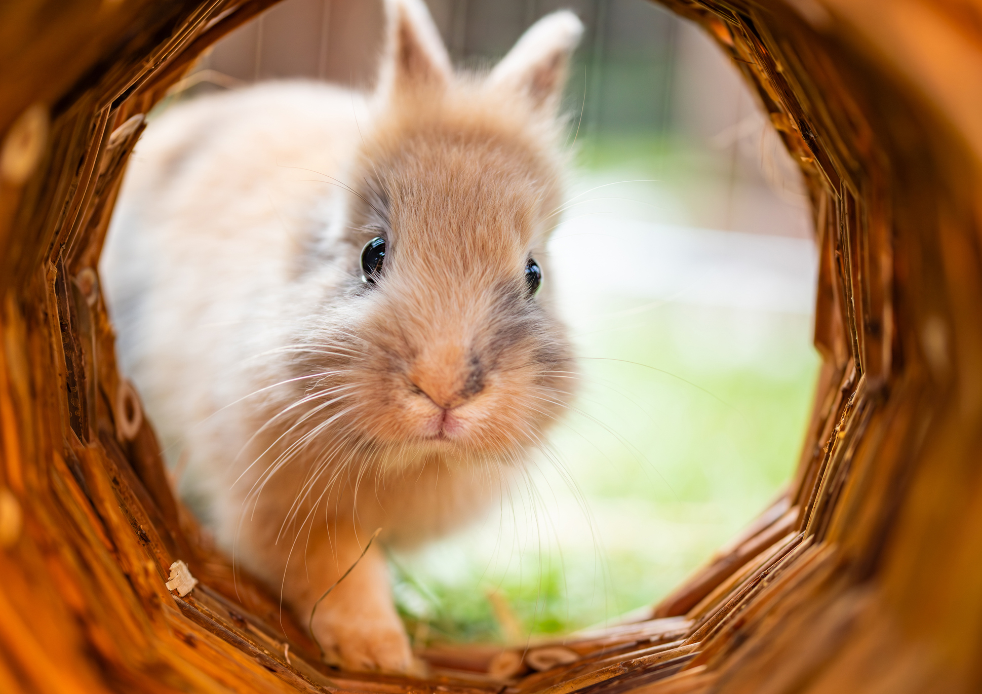 lapin dans un tunnel