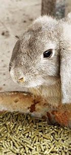 cibo per conigli nani
