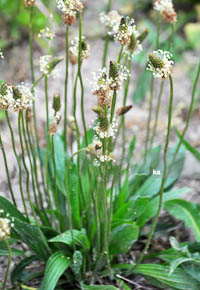 Plantain in the diet of rabbits and rodents