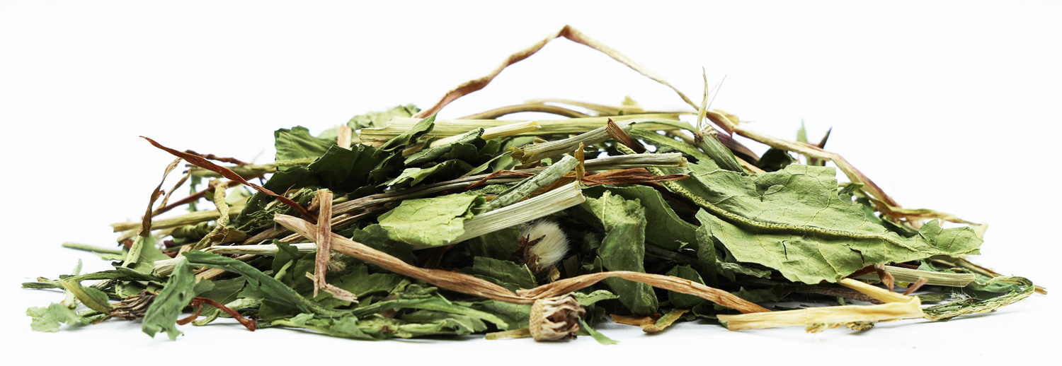 Dandelion leaves for rabbits and rodents