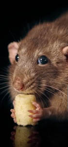 aliment pour rat et souris