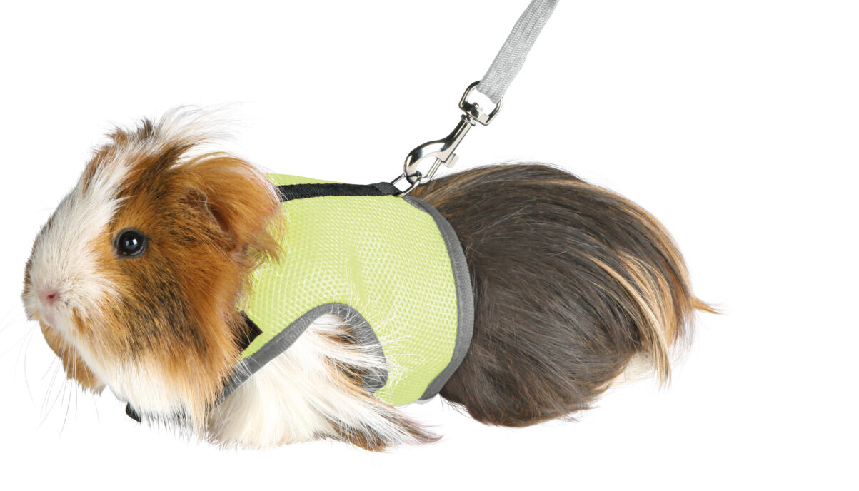 TRIXIE - Harness for Guinea Pigs with Leash