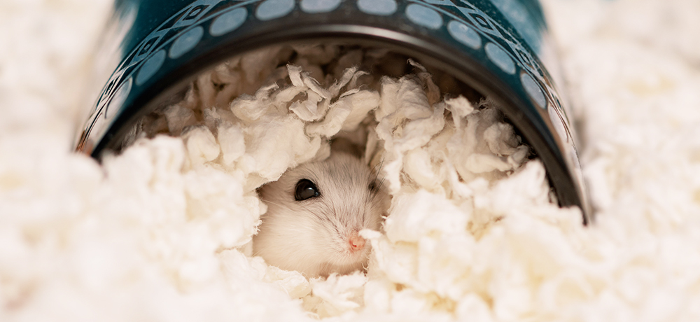 ZOLUX – Gemütliches Hamsterbett