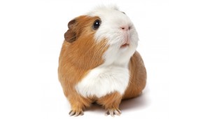 The Guinea Pig Blog