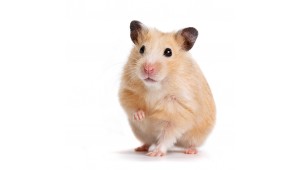 The Hamster Blog