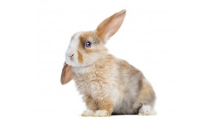 Le Blog Lapin