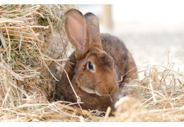 Quelle alimentation pour mon lapin ?