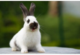Todo lo que necesitas saber sobre la comunicación de los conejos.