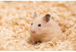 Créer l'habitat idéal pour votre hamster domestique