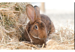 Quelle alimentation pour mon lapin ?