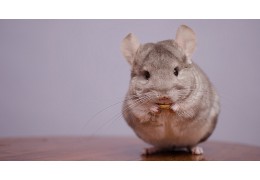 Conoce todo sobre la nutrición de la chinchilla.