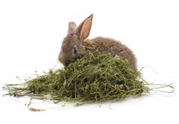 O feno ideal para mimar os seus coelhos: guia completo e conselhos