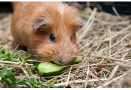 Alles rund um die Fütterung von Meerschweinchen