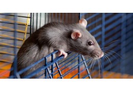 L'habitat idéal du rat domestique